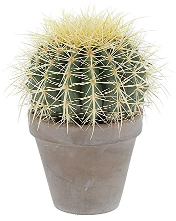 KENTIS - Echinocactus Grusonii - Cactus Cuscino della Suocera - Piante Grasse Vere Facile Cura - H 20-30 cm Vaso in Terracotta Ø 14 cm