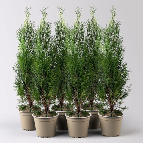 Thuja occidentalis 'Smaragd', Topf-Ø 13 cm, 6 Pflanzen