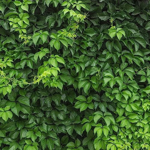 Parthenocissus tricuspidata - raro giardino esotiche interno 800semi