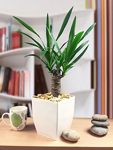 Hardy Evergreen Pot de fleurs pour yucca Blanc brillant