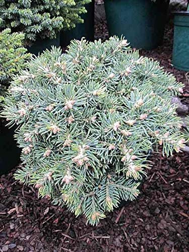Zwerg Colorado-Tanne Piggelmee - Abies concolor Piggelmee - 25-30cm