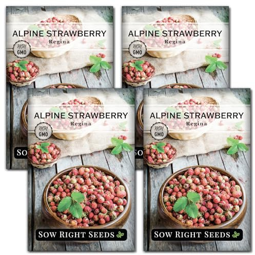 Sow Right Seeds - Regina Alpine Strawberry Seeds for Planting - Non-GMO Heirloom Packet with Instructions to Plant & Grow an Home Vegetable Garden - Bright Red Strawberry - Grows Early & Fast (4)