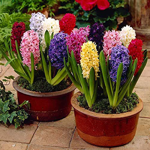 GARTHWAITE NURSERIES® : - 9 Prepared Indoor Hyacinth Bulbs Mixed Colours Highly Fragrant Size 18/19 Large Bulbs
