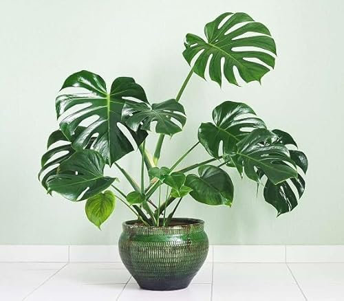 50 graines de plantes Monstera