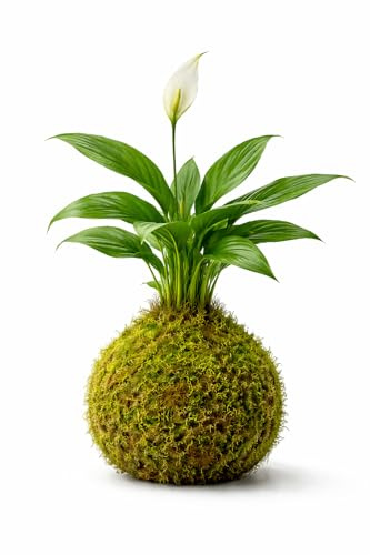 Kokedama de Lirio de la Paz | Planta Natural Viva | Espatifilo de Interior en Bola de Musgo DECOALIVE