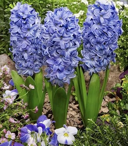 Bedding/Indoor/Outdoor Hyacinth 'Delft Blue' Spring Bulbs in A 13 Cm Pot