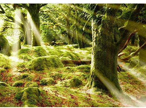 Runa Art Papel tapiz fotográfico Rayos de Sun en el bosque 352 x 250 cm Lana Fondo De Pantalla XXL Moderna Decoración De Pared Sala Cuarto Oficina Salón Amarillo verde 9143011a