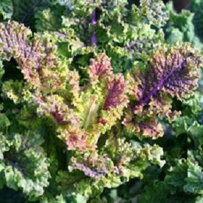 Kale Lacinato Rainbow 250 Seeds