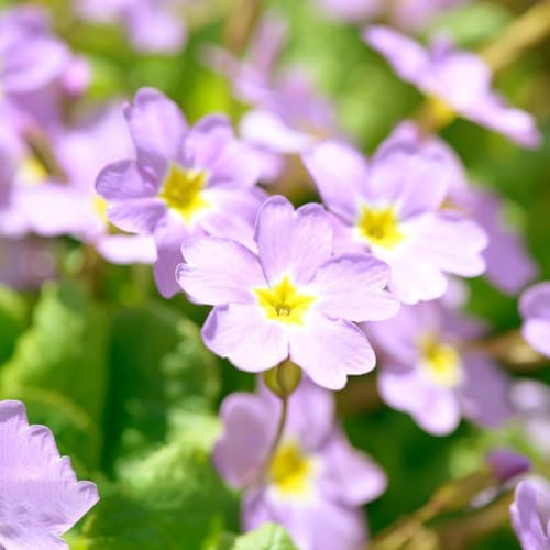 400 pcs primeln samen winterhart flower seeds bonsai topf wildblumenwiese saatgut mehrjährig Primula malacoides, gewächshaus balkon blumendeko blumen blumenwiese samen pflanzenkübel