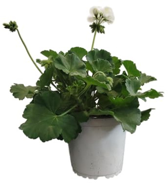 Geranio Natural con Flores Blancas DECOALIVE – Planta Viva y Resistente – Ideal para Balcones Soleados