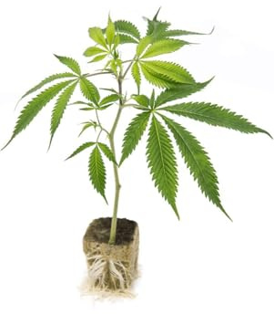6 PIANTINE ORNAMENTALI DI CANNABIS SATIVA L. (VERE)