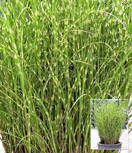 BALDUR Garten 3x Chinaschilf Zebragras, Pflanzen im 9x9 cm-Topf | Miscanthus zebrinus strictus, Chinagras, aufälliges Ziergras, winterharte Staude, mehrjährig, Schnittblume, pflegeleicht