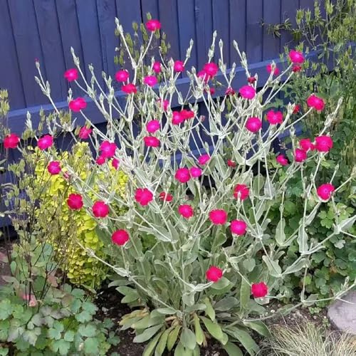vexiernelke - lychnis coronaria giardino decorazioni da giardino per esterni selvatici riverdimento tetti estremamente resistenti Semi 100pcs