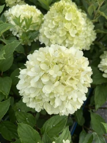 Gardenaria Pianta Ornamentale da Esterno Hydrangea Paniculata 'Little Fresco', Colore Bianco e Verde, Altezza 40/50 cm, Vaso 19, 1 Pianta