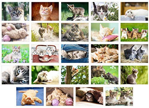 Edition Seidel 20371 - Set di 24 cartoline con gatti e animali