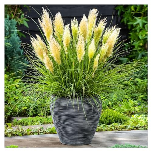Stauden Gänge 3 x Cortaderia selloana 'Tiny Pampa' Zwerg-Pampasgras | Kleines Pampasgras für Kübel und Beetkante, cremeweiße Blüte ab September, nur 60-70 cm, mehrjährig, 11x11 cm Topf