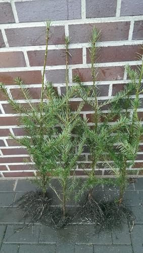 25st. Douglasien 20-40cm Forstpflanzen Pseudotsuga menziesii viridis Douglasie Nadelgehölze Wurzelware