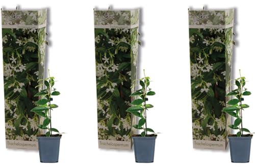 Bloomique - Lot de 3 - Trachelospermum Jasminoides - Jasmin étoilé - Plante grimpante - Rustique - 15-20 cm