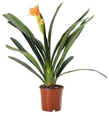 Lirio de Bosque o Clivia Planta Natural de Cultivo Exterior