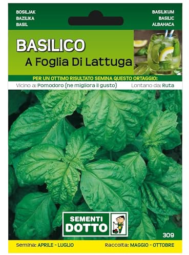 Sicignano | Semillas de albahaca de hoja de lechuga, planta exuberante aromática perfumada, excelente para almacenamiento o secado, bolsa extra – 4 paquetes de 3,5 g, cosechado de mayo a octubre