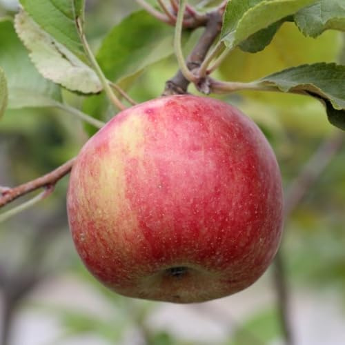 PIANTA DA FRUTTO MELO ANNURCA in vaso 20 età 2/3 anni