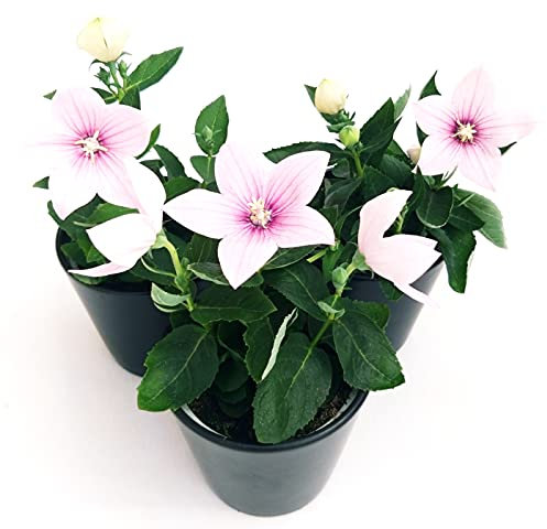 POWERS TO FLOWERS - CAMPANULA PLATYCODON ROSA 3 PIANTE, VASO 12CM