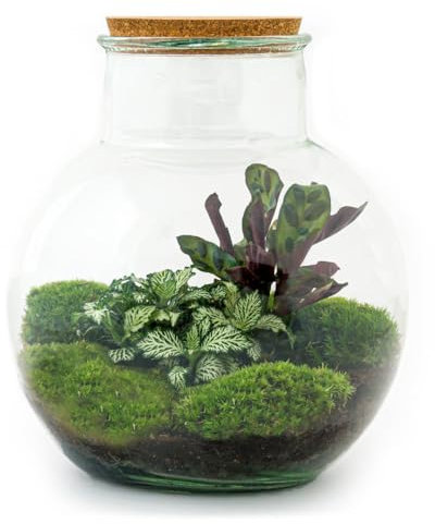 Exotenherz Flaschengarten Teddy DIY-Pflanzen-Terrarium 27cm hoch mit Calathea-Pflanze incl. Schaufel und Rechen