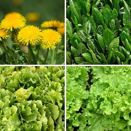 SEMENTI DI ERBE E FIORI PER TARTARUGHE