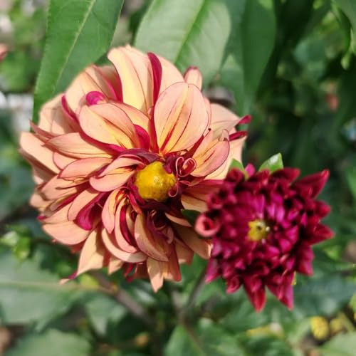 tuberi di dalia, dalie bonsai decorazione soggiorno rizoma di dalia a precoce giardino primaverili regalare 4bulbi