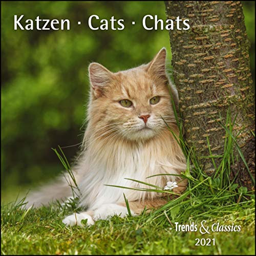 Katzen 2021 - Broschürenkalender - Wandkalender - mit herausnehmbarem Poster - Format 30 x 30 cm