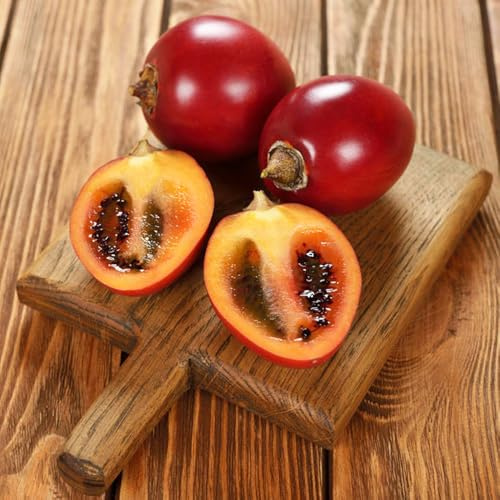 semi di tamarillo biologici - appartamento, estremamente resistenti esotici, perenni 50pcs