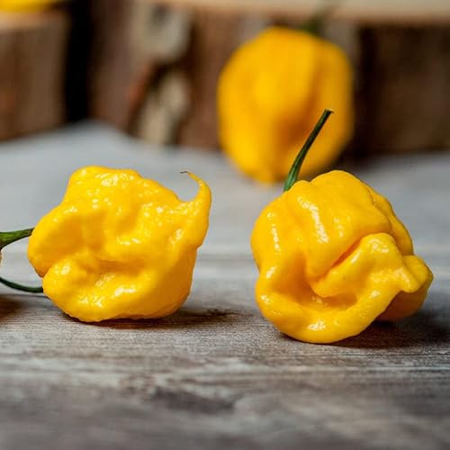Pepper Joe's Yellow Big Mama Pepper Seeds – Pack of 10+ Super Hot Chili Seeds – USA Grown – Rare Pepper Seeds