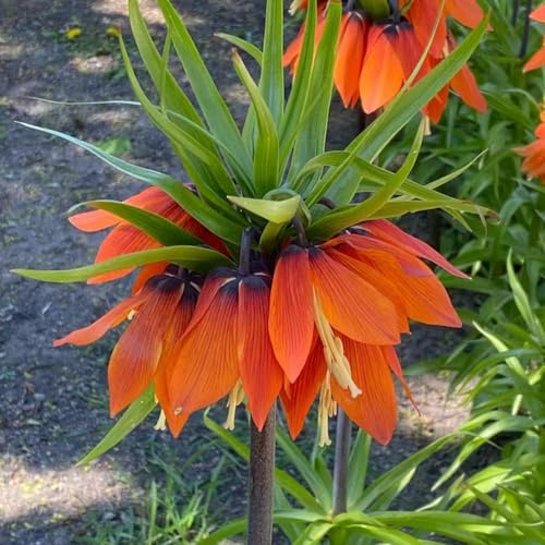 Bulbi imperiale coronata decorativi resistentes primavera bonsái corona imperiale giardino rocce ufficio 12pcs