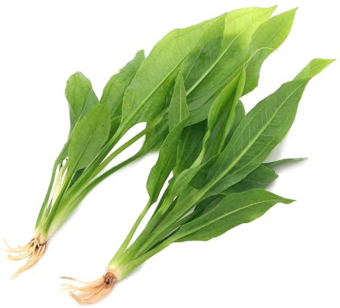 K2AQUA 2 x Echinodorus Amazonicus Live Aquarium Plant Amazon Sword for Aquascaping Freshwater Tropical Tank Decoration Easy Care