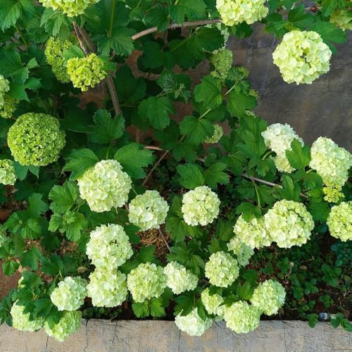 Semi di ortensia palla di neve, esotiche regali per gli amanti del giardino semi decorazione da giardino per esterni da esterno resistenti biologici 120pcs