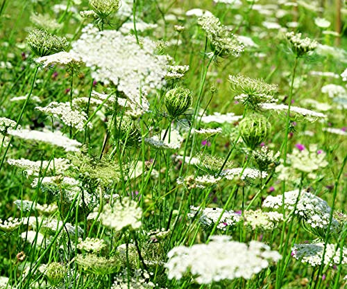 Wilde Möhre – Daucus carota subsp. carota – 10000 Samen | Zweijährige Wildpflanze | Kaltkeimer, Lichtkeimer