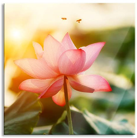 Pixxprint Glasbild, Wandbild auf Echtglas, Lotus im Abendlicht, 70x70 cm, inkl. Aufhängung und Abstandshalter