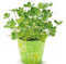 100% true lobelia samen Seltene indoor blumensamen in Bonsai, Chlorophytum blumensamen für Mehrjährige Hausgarten Plants100pcs / bag : Seeds Only
