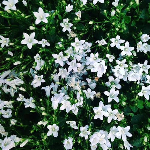 glockenblume - zimmerpflanze blumensamen mehrjährig winterhart stauden bonsai topf pflanzenkübel blumensaat glockenblume mehrjährig marienglockenblume 40samen