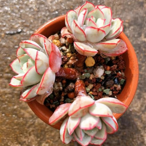succulente - semi di montagna resistenti per giardini rocciosi succulente da appartamento resistenti in vaso vaso decorativo per grasse da davanzale balcone 450pcs