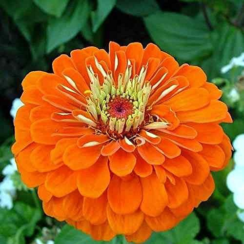 ZINNIA A FIOR DI DAHLIA ARANCIO NR.100 SEMI