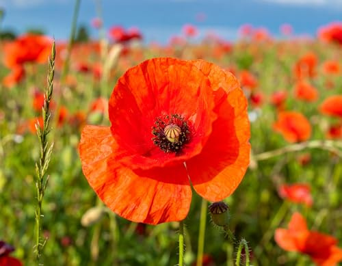40 m2 Klatschmohn Samen lat. Papaver mit Keim Garantie roter Mohn Samen als Mohnwiese (1500 Samen)