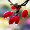 kiskick 20 piezas de semillas raras de fruta milagrosa Synsepalum Dulcificum, plantas de jardín al aire libre, regalos de jardinería para hombres y mujeres