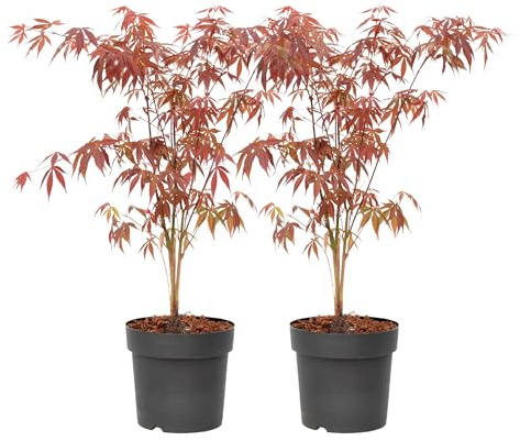 Plant in a Box - Érables du Japon - Set de 2 - Acer palmatum 'Atropurpureum' - Hauteur 60-70cm - Pot 19cm - Plante d’extérieur - Rouge