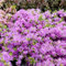 Portal Cool Azalea japonesa -R- 2 L Rododendro Pot Grown 'Diamond Enzianblau':Seeds Only