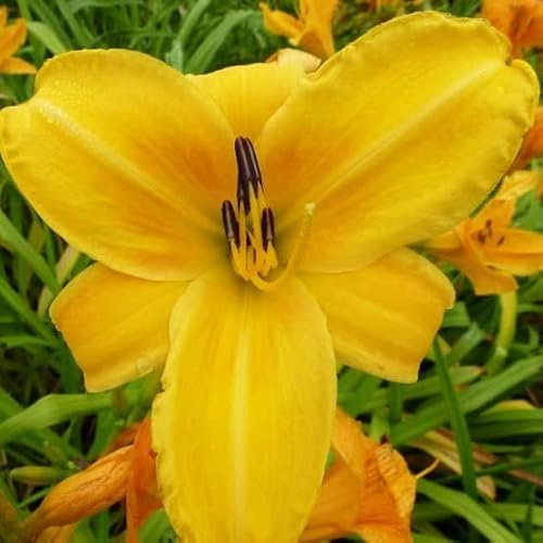 6x Lis d’un jour 'Chicago Sunrise' – Hemerocallis 'Chicago Sunrise' – Godet 9x9cm | Fleurs jaune-orangé, floraison d’été