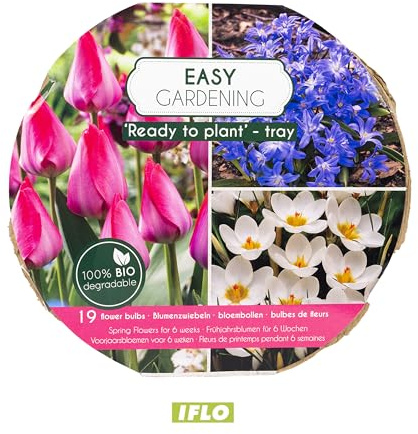 Mélange de fleurs de printemps dans un bol bio prêt à planter, bulbes à floraison précoce, différentes tulipes, jonquilles, prêt à planter soi-même, rose