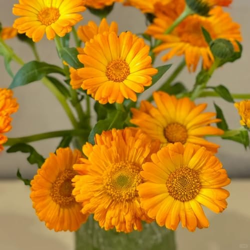 semi di calendula di biologiche da esterno rampicanti da giardino roccioso giardino arredamento del soggiorno decorative rampicante 50pcs