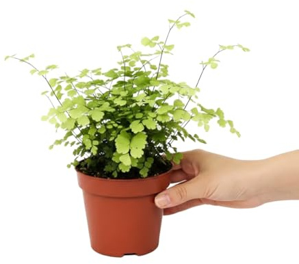 Adiantum Raddianum Fragrans Cabello de Venus Planta Decorativa DECOALIVE Maceta 14 cm Altura 35 cm