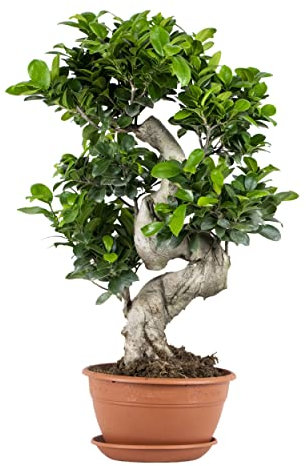 Bloomique - Ficus Ginseng - S-Shape - Bonsai Baum - Zimmerpflanzen - Pflegeleicht - Luftreinigend - Höhe 30-40 cm - Topf 17 cm